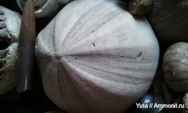 иглокожие, Крым