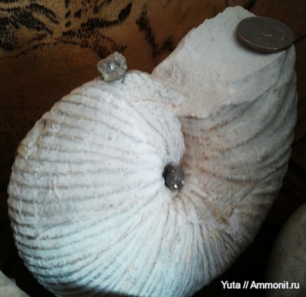 аммониты, Крым