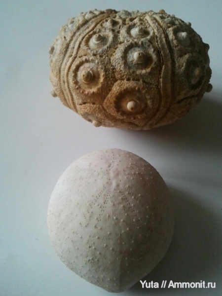 иглокожие, Крым