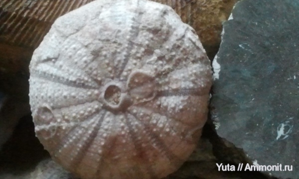 иглокожие, Крым