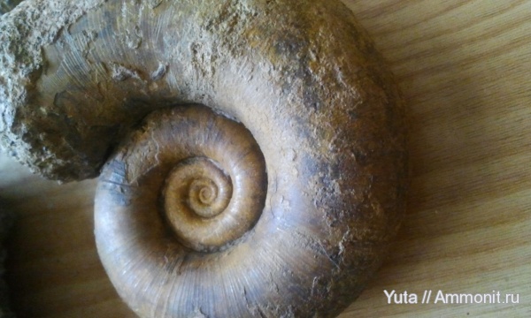 аммониты, Крым