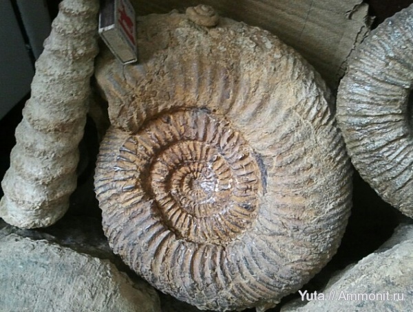 аммониты, Speetoniceras, Крым