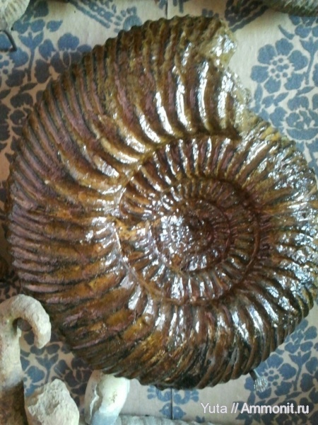 аммониты, Speetoniceras, Крым