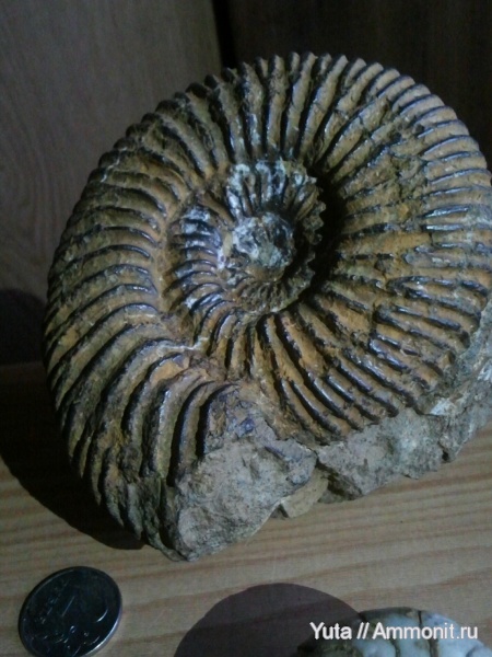 аммониты, Speetoniceras, Крым