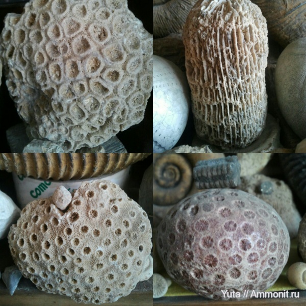 кораллы, Крым, Scleractinia