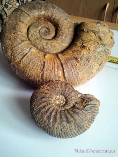 аммониты, Крым