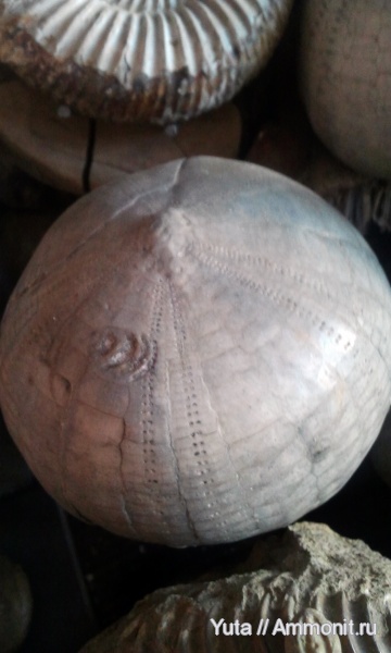 иглокожие, Крым