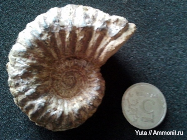 аммониты, Крым