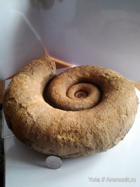 аммониты, Крым