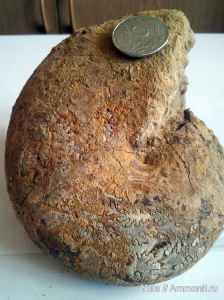 аммониты, Крым