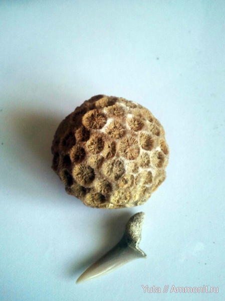 кораллы, Крым