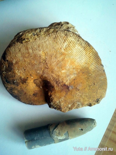 аммониты, Крым