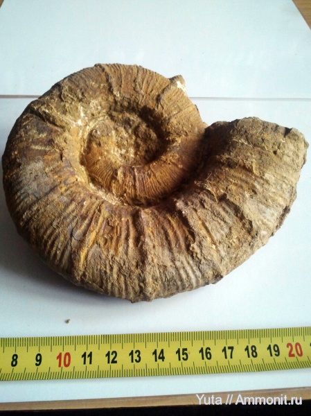 Крым, Pseudothurmannia