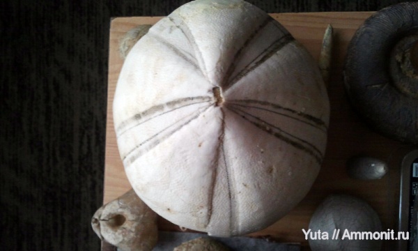 иглокожие, Крым