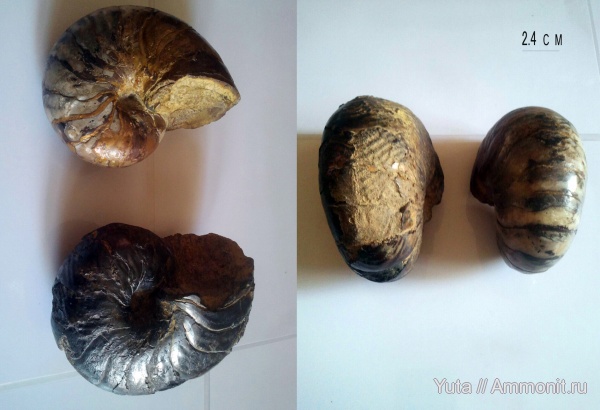 Nautilus, Cymatoceras