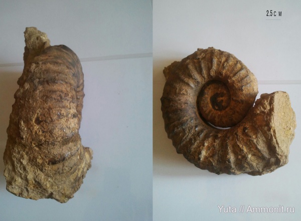 аммониты, Крым