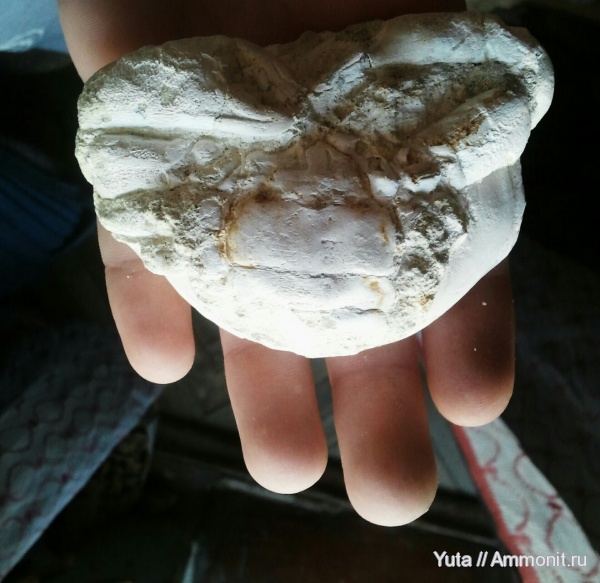 членистоногие, Крым