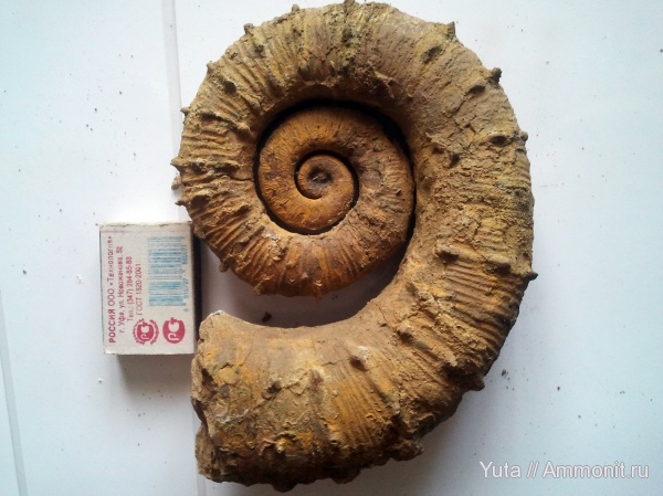 аммониты, Крым, Crioceratites