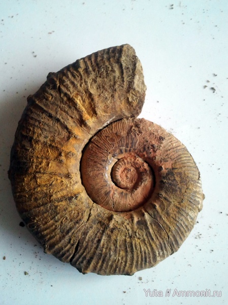 аммониты, Крым, Pseudothurmannia