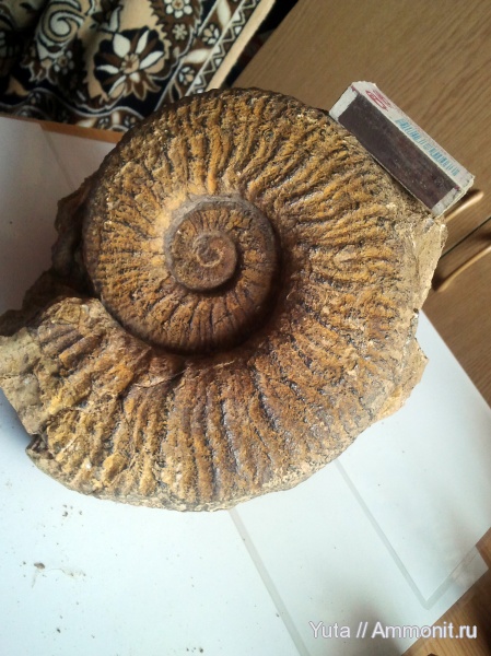 аммониты, Крым