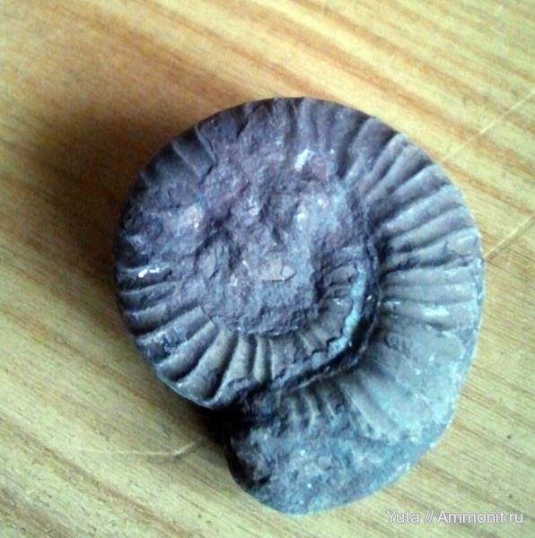 аммониты, Крым