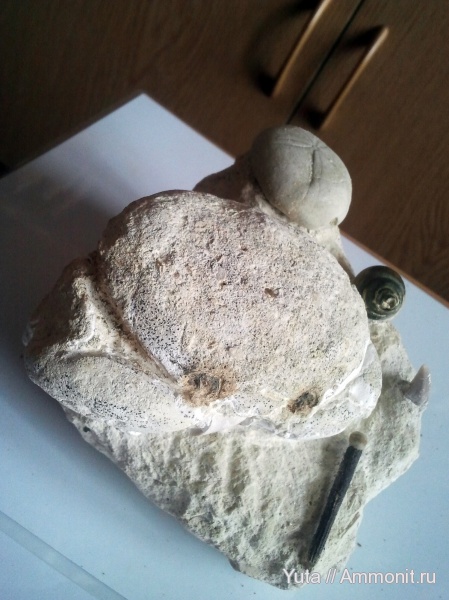 членистоногие, Крым