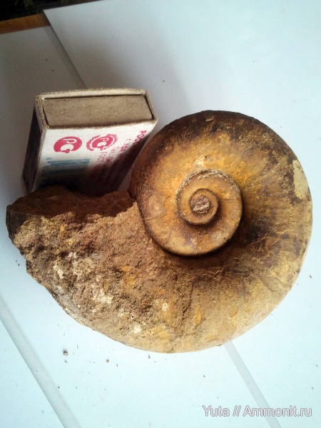аммониты, Крым