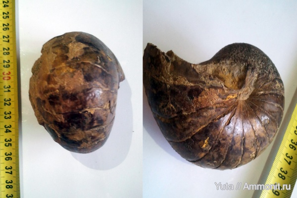 Nautilus, Cymatoceras