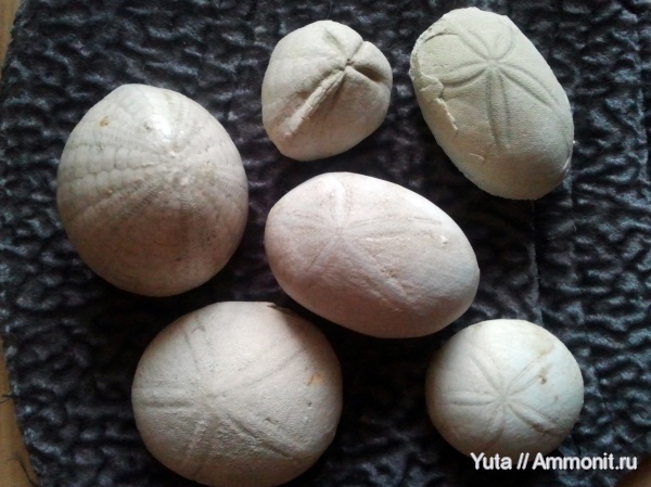 иглокожие, Крым