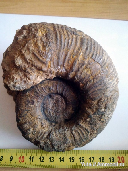 аммониты, Крым, Pseudothurmannia