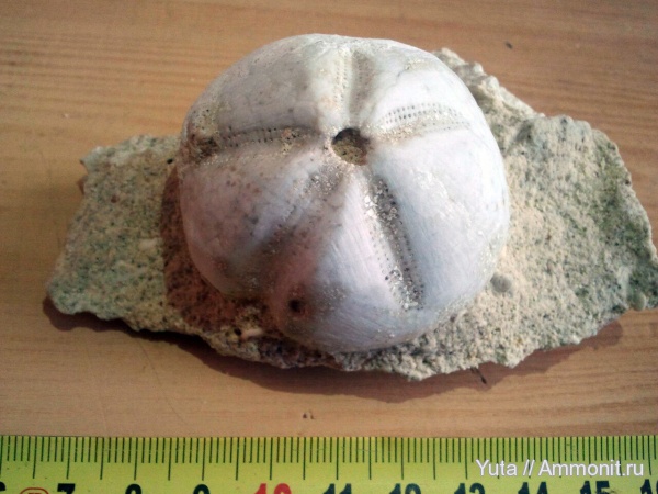 иглокожие, Крым