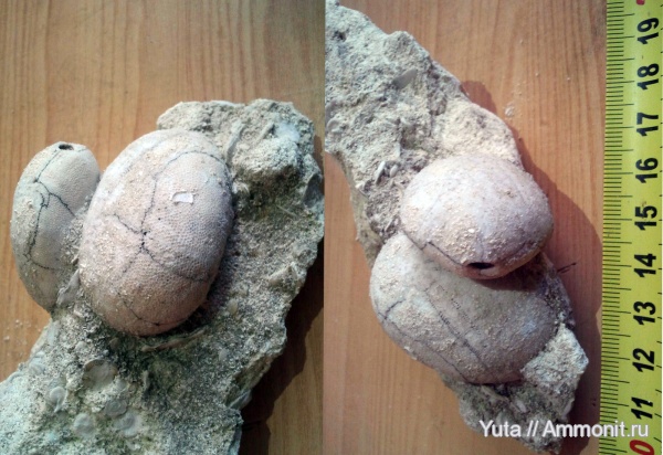 иглокожие, Крым