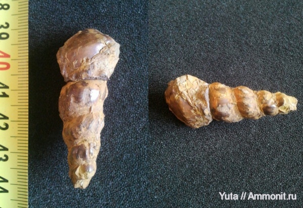 Крым, Gastropoda