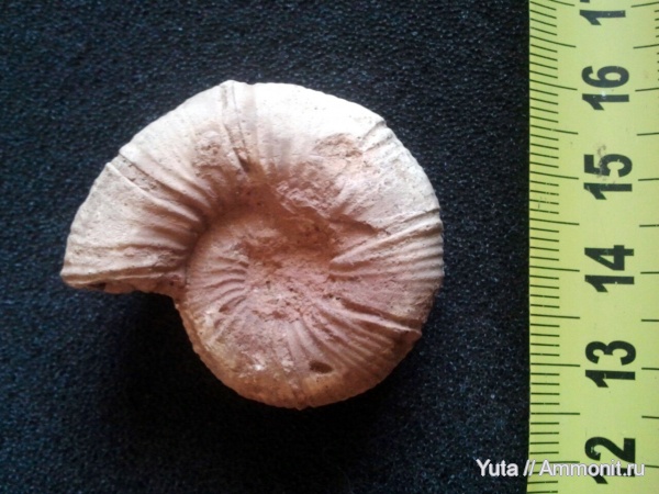 аммониты, Крым