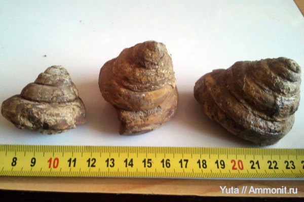 Крым, Gastropoda