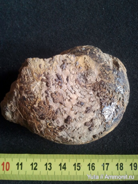 аммониты, Крым