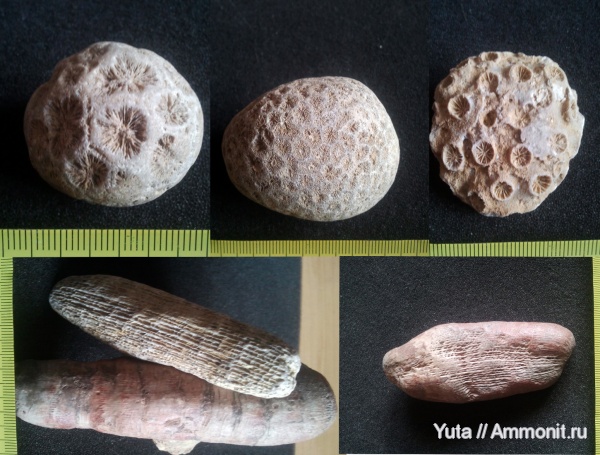 кораллы, Крым