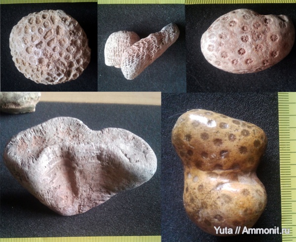 кораллы, Крым