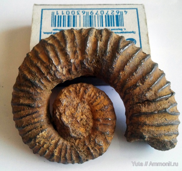 аммониты, Крым