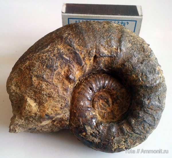 аммониты, Крым