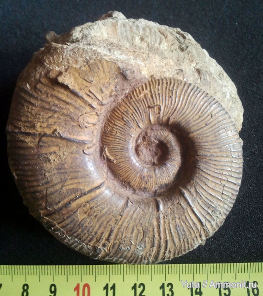 аммониты, Крым