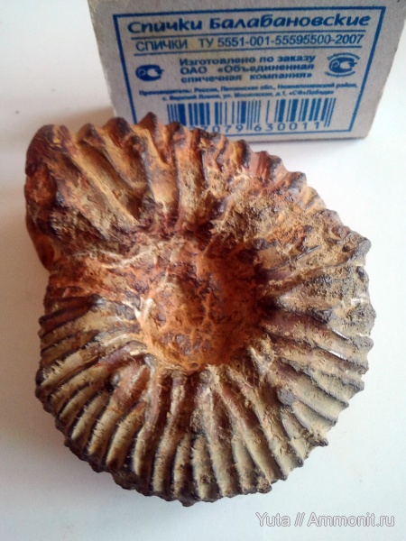 аммониты, Крым