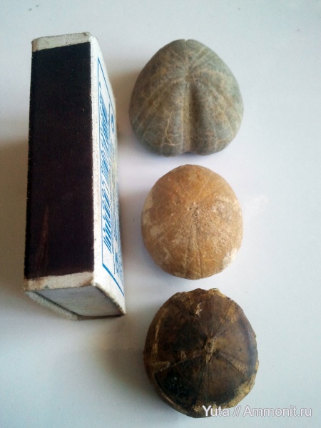 иглокожие, Крым