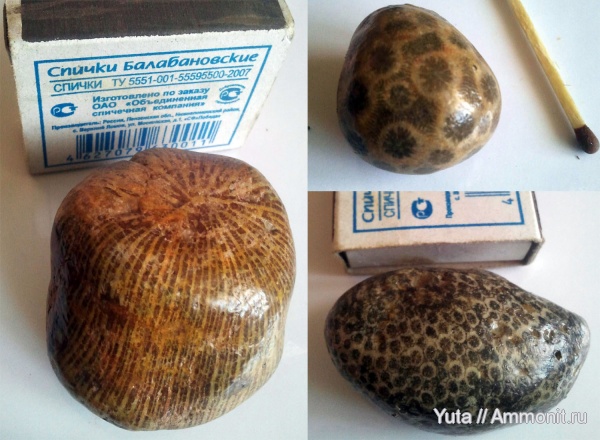 кораллы, Крым