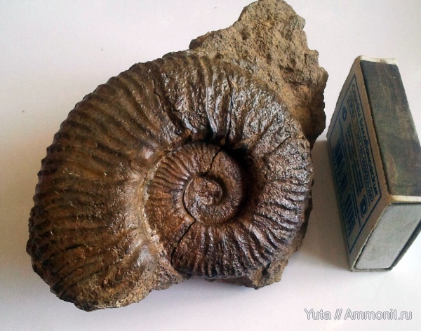 Крым, Pseudothurmannia