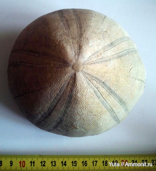 иглокожие, Крым