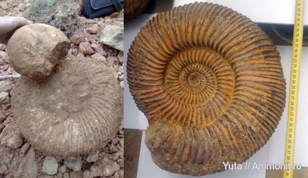 аммониты, Крым