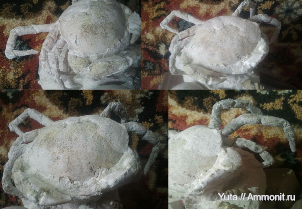 членистоногие, Крым