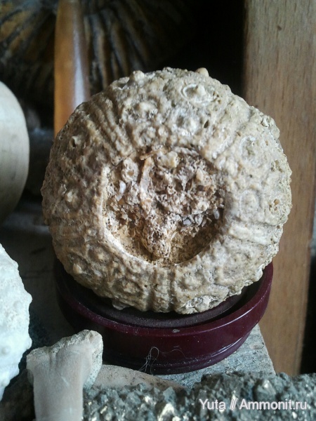 иглокожие, Крым