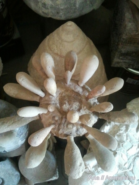 иглокожие, Крым